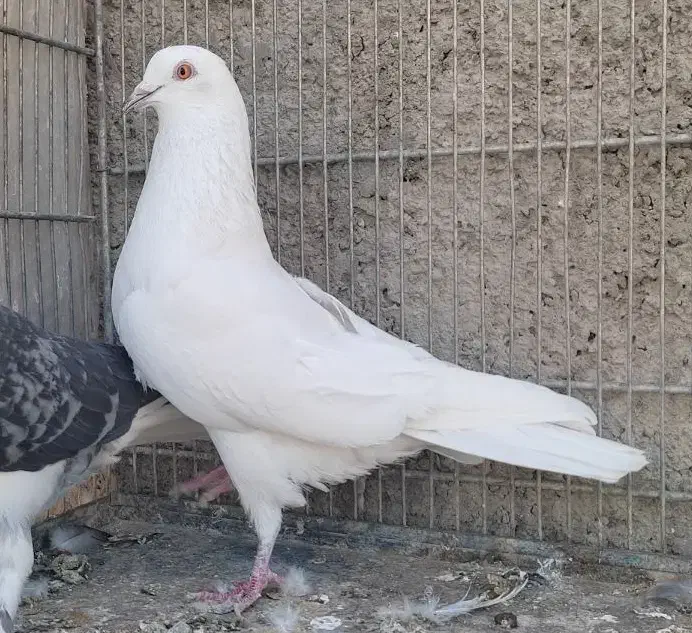 کفتر خارجی|پرنده|محمدشهر, جعفرآباد|دیوار