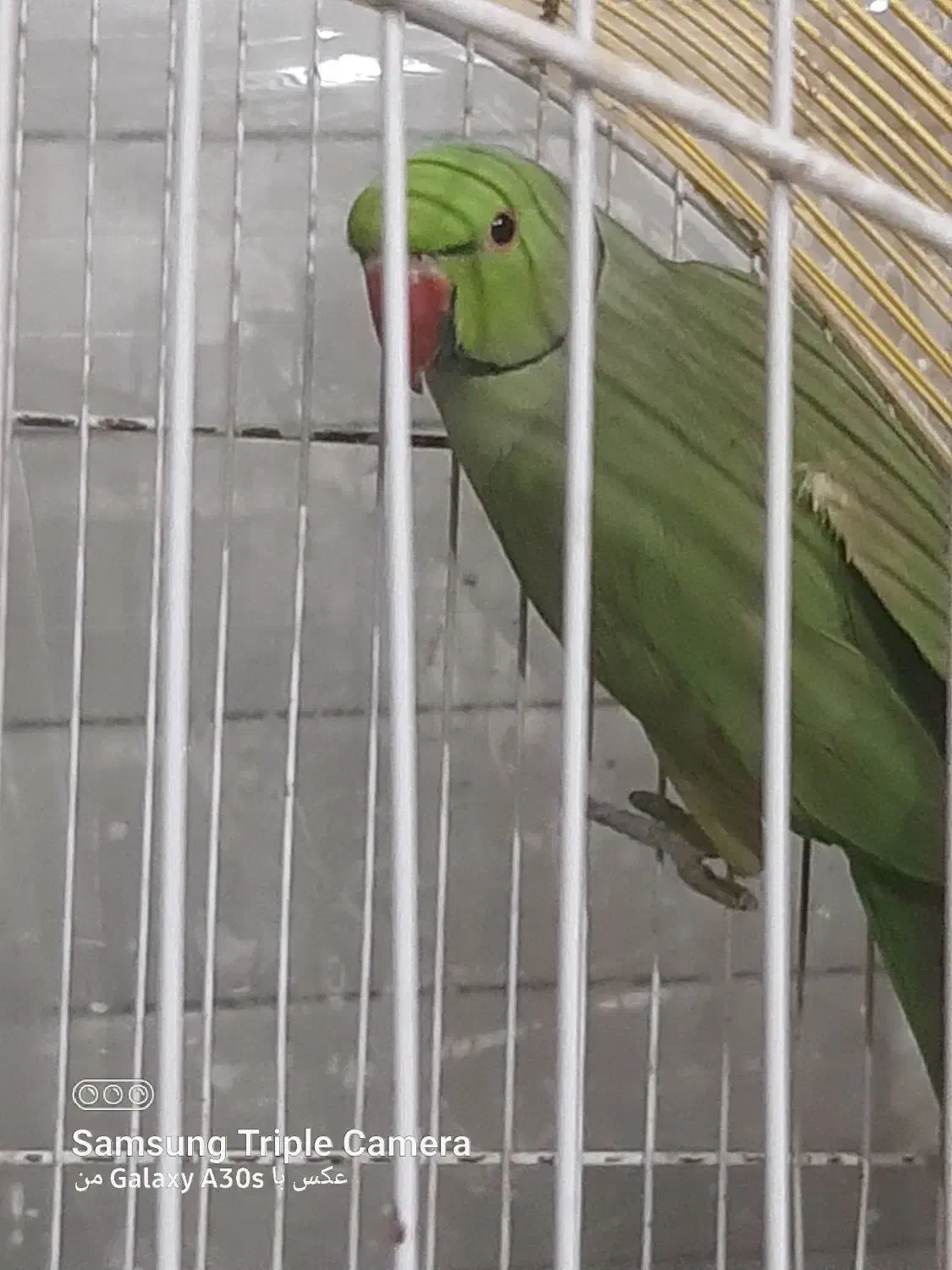 ملنکو نر اماده|پرنده|سراب, |دیوار