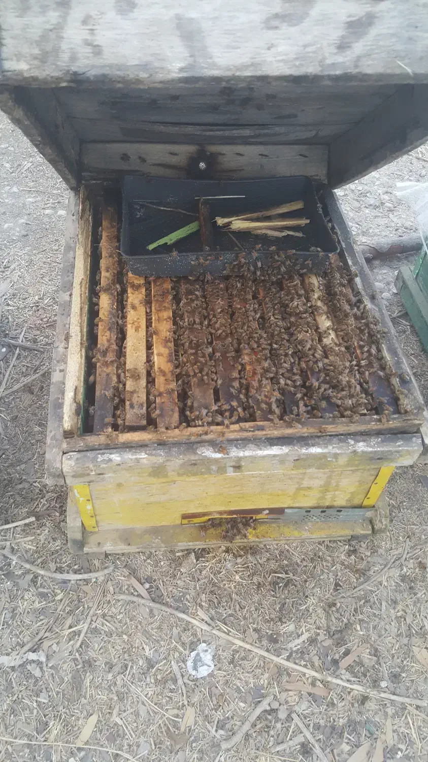 فروش زنبور|حیوانات مزرعه|اندیمشک, |دیوار