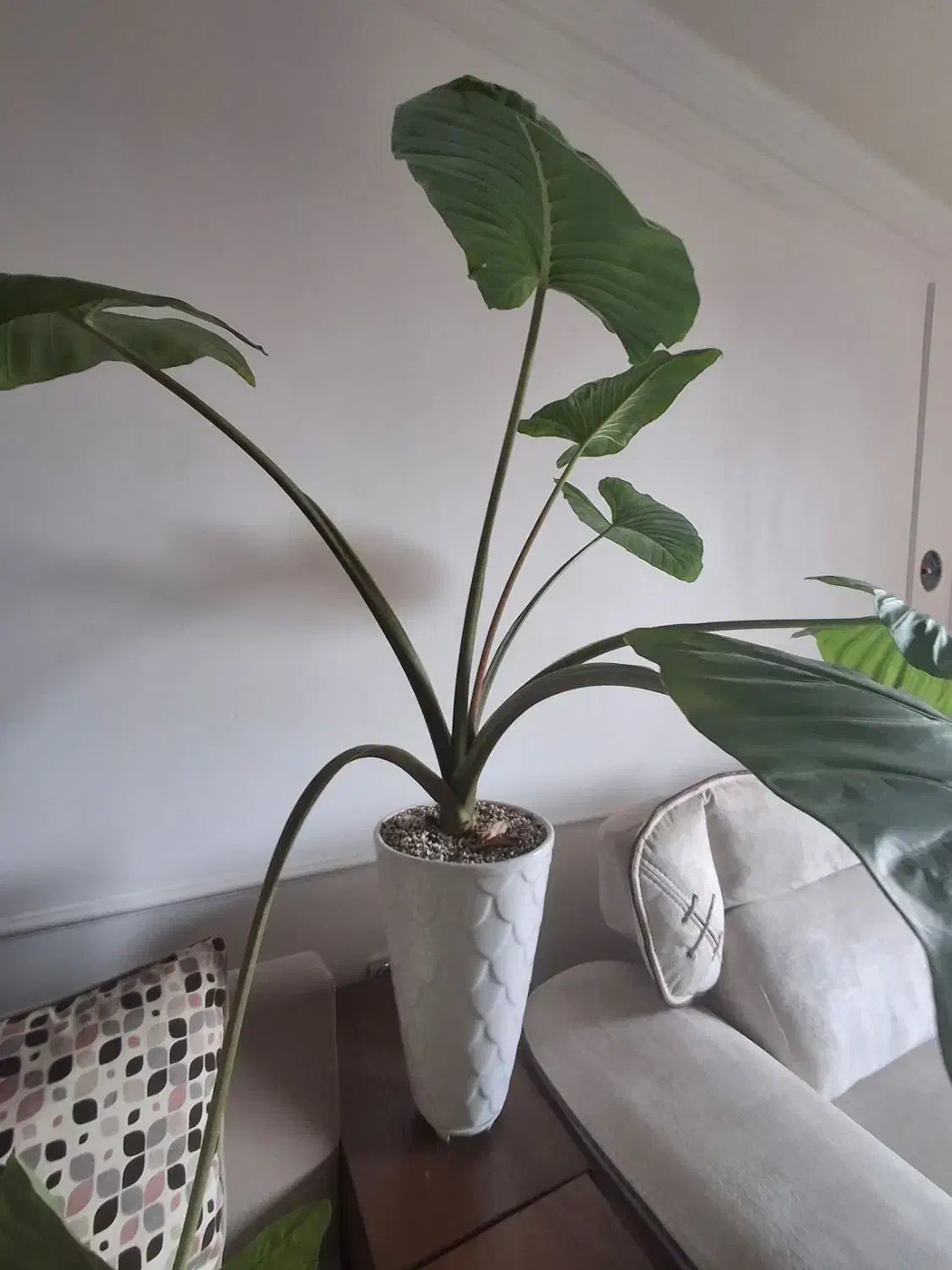 گل با با آدم|گل و گیاه طبیعی|ارومیه, |دیوار