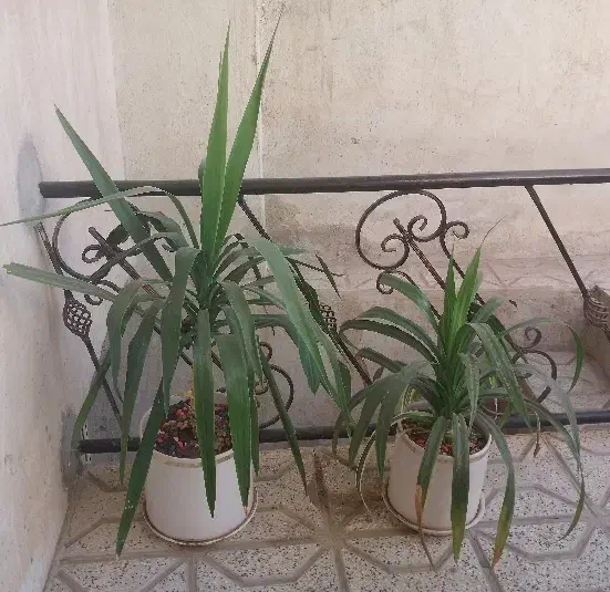 گل طبیعی یوکا و پاندانوس با گلدان سفالی دورطلایی|گل و گیاه طبیعی|نیشابور, ابراهیمی|دیوار