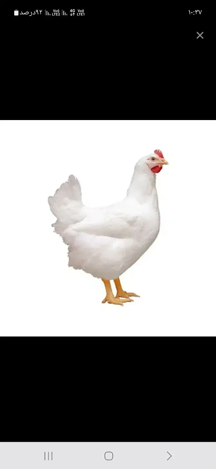 مرغ گوشتی|حیوانات مزرعه|شیروان (خراسان), |دیوار