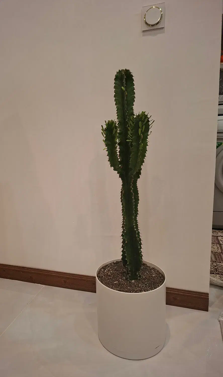 فروش گل کاکتوس بزرگ|گل و گیاه طبیعی|شیروان (خراسان), |دیوار