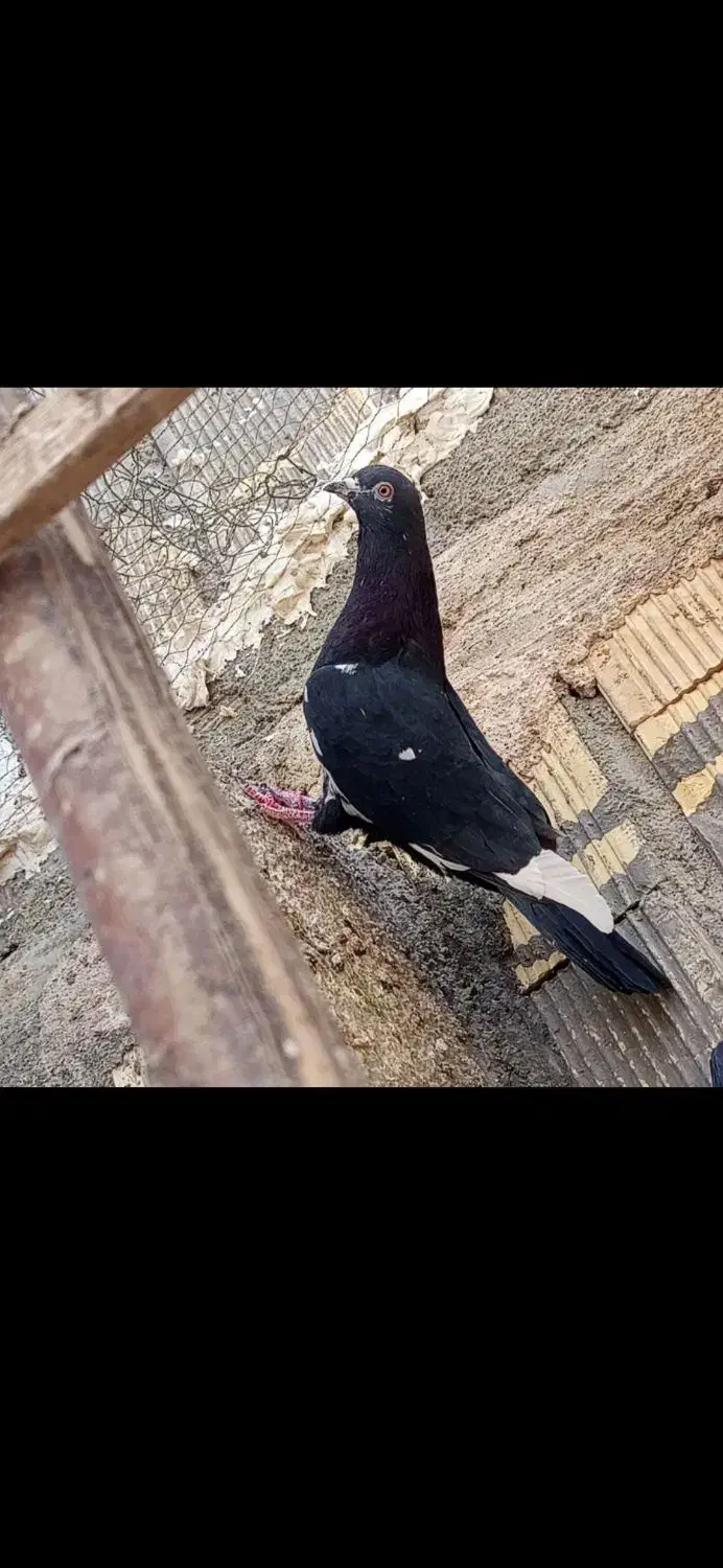 سلام دوستان عشق باز ده تا کبوتر بی عیب و نقص|پرنده|شهرضا, |دیوار