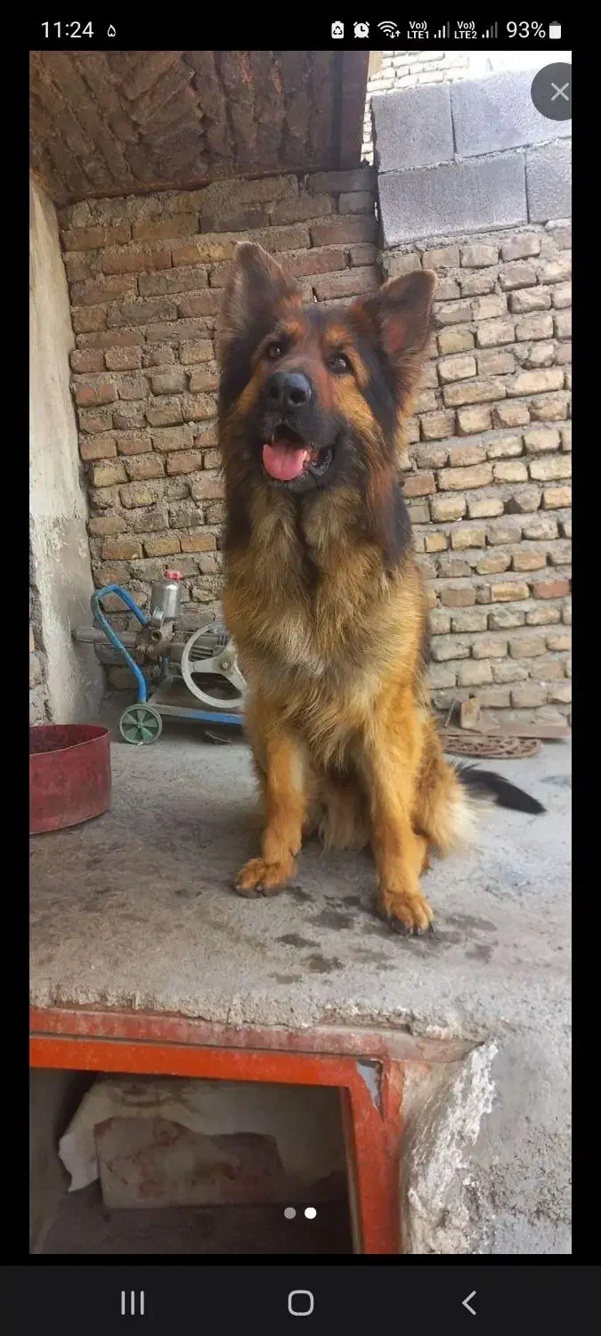 توله ژرمن شولاین ماده|سگ|شهریار, شهرک شاهد|دیوار