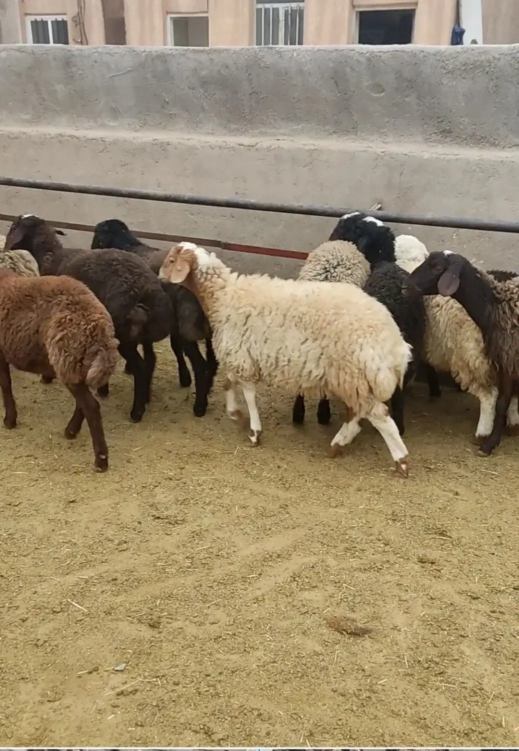 بره ماده مهربان وشالی وافشار|حیوانات مزرعه|سلفچگان, |دیوار