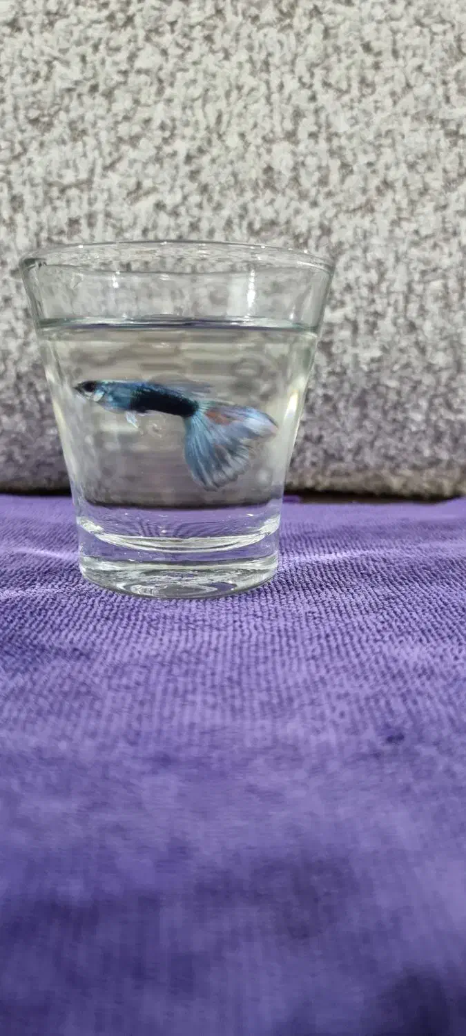 ماهی گوپی کلکسیونی خاص (مولد)|ماهی|گرگان, |دیوار