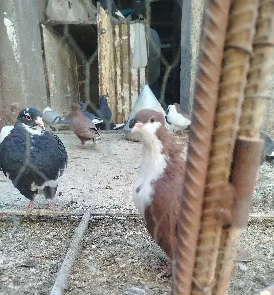 یک جفت گلی ریش کلاهی خشگل|پرنده|کرمان, |دیوار