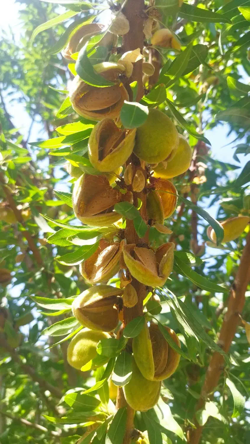 فروش باغ و باغچه|فروش زمین و ملک کلنگی|شاهین‌شهر, ۹ دی|دیوار