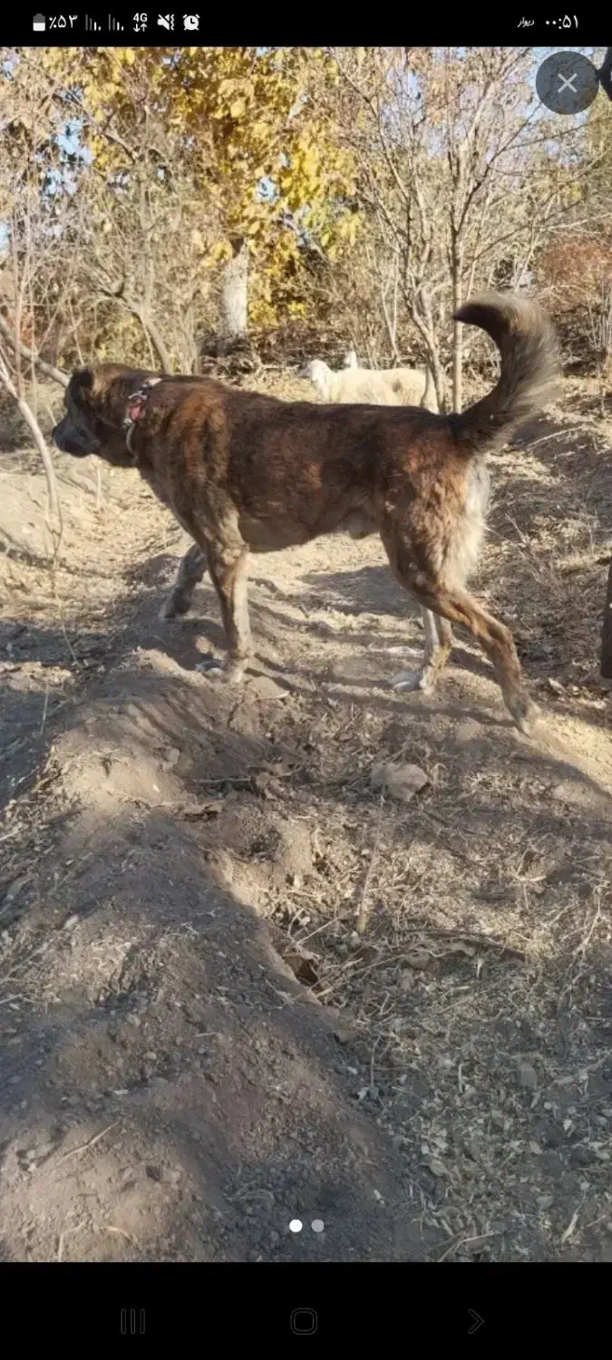واگذاری سگ خراسانی پلنگی گوسفندی درشت|سگ|ساوه, |دیوار