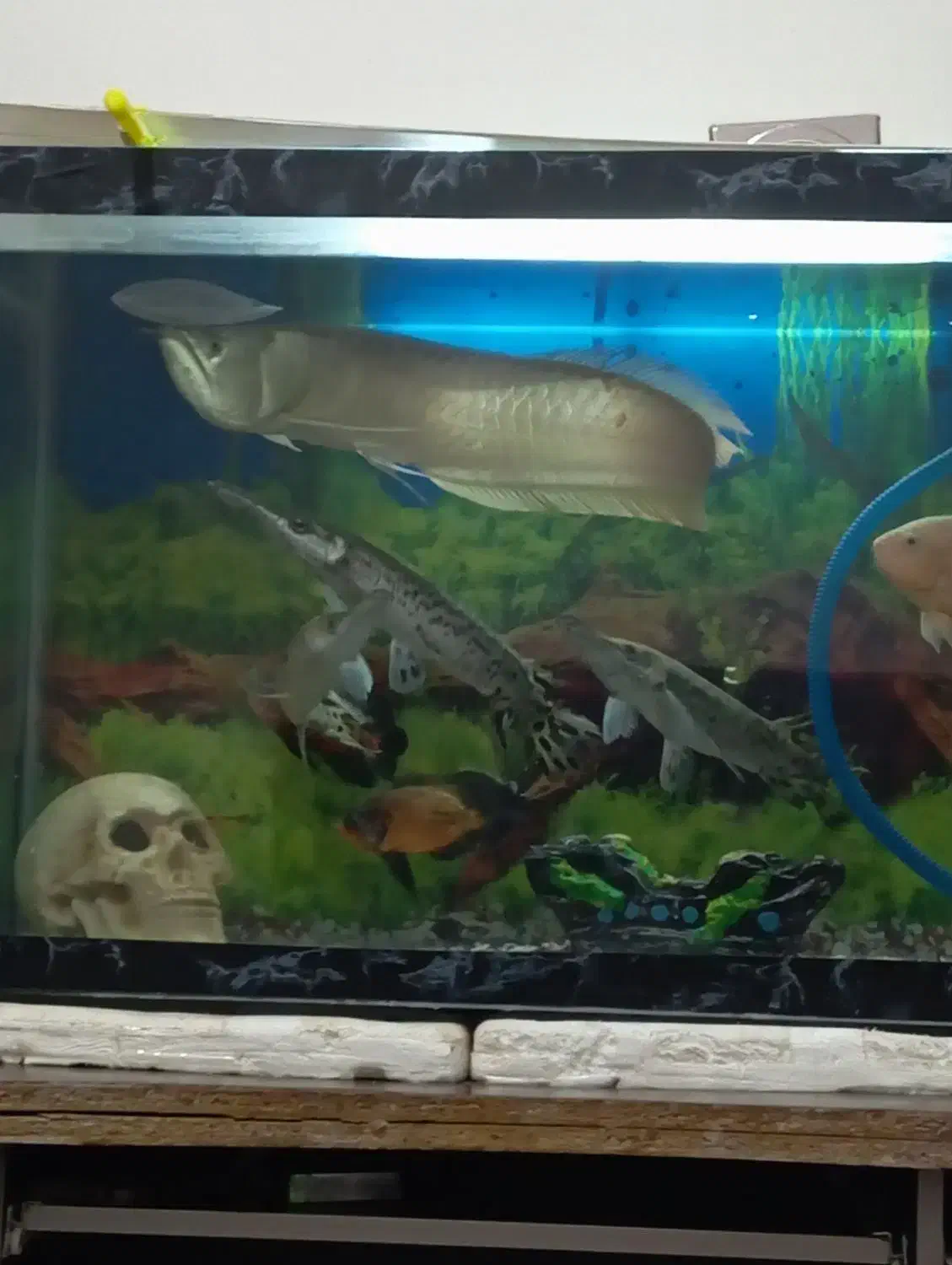 ماهی|ماهی|مرند, |دیوار