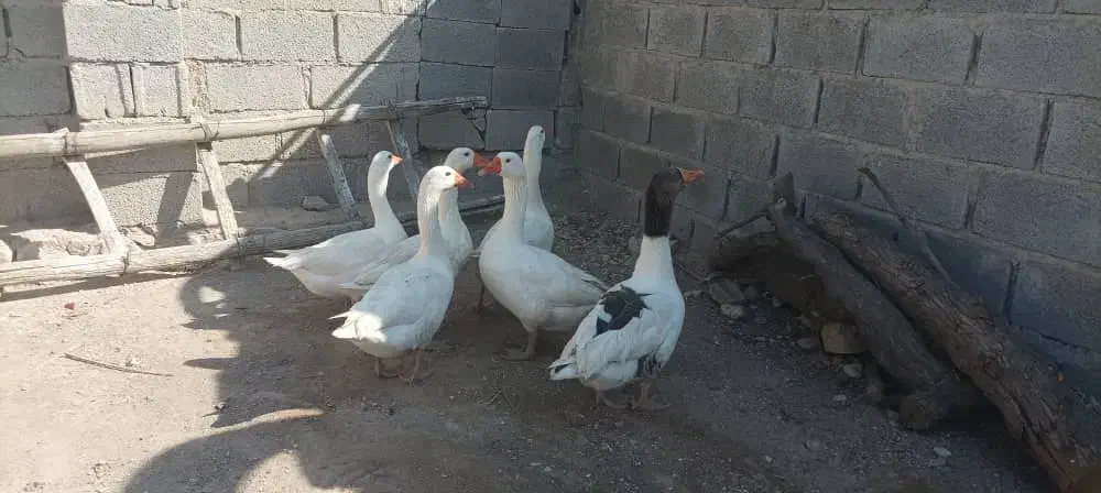 بوقلمون و غاز نگهبان نژاد آلمانی|حیوانات مزرعه|علامرودشت, |دیوار