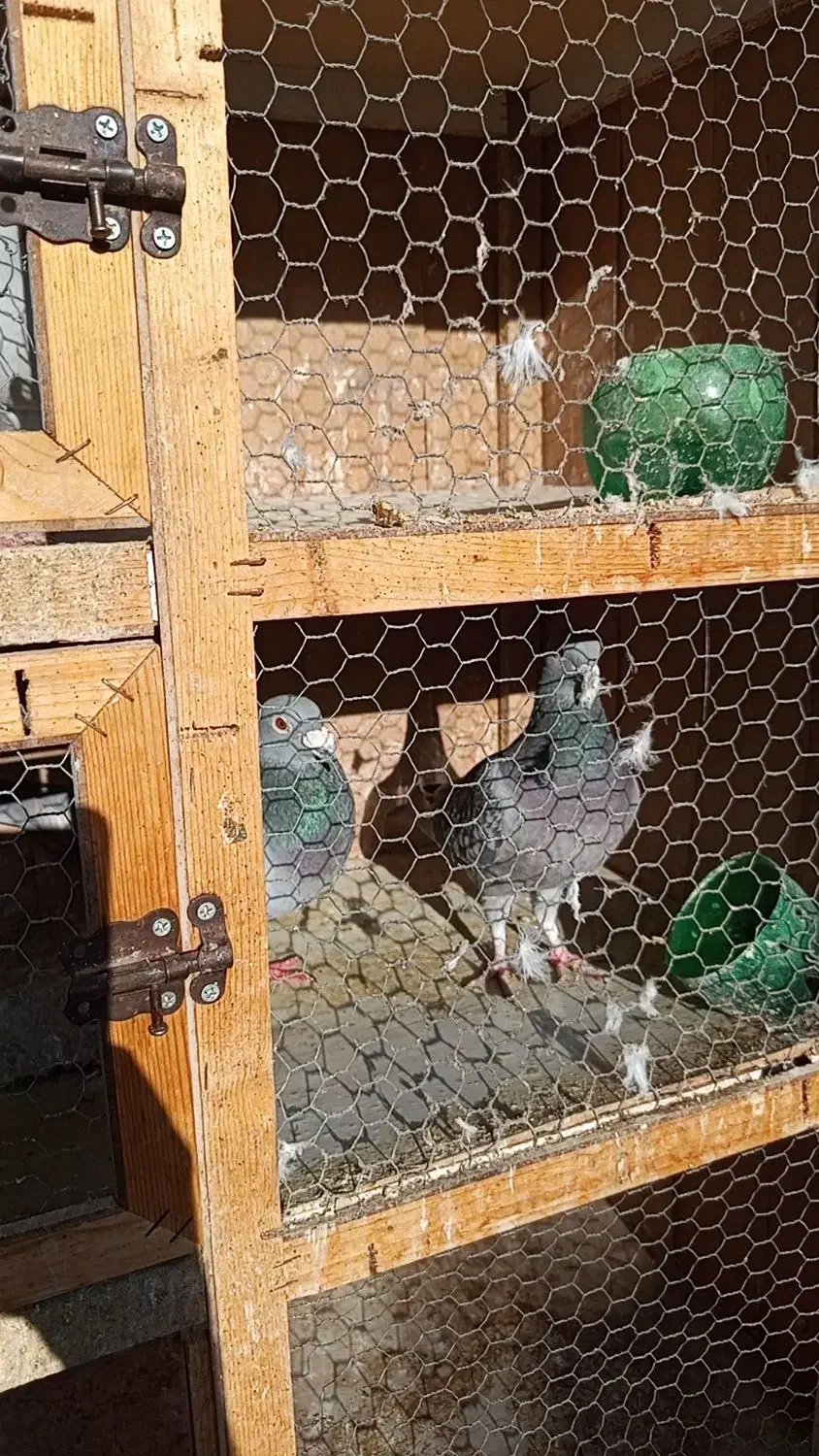 یک جفت کفتر خوب|پرنده|مشکیندشت, |دیوار