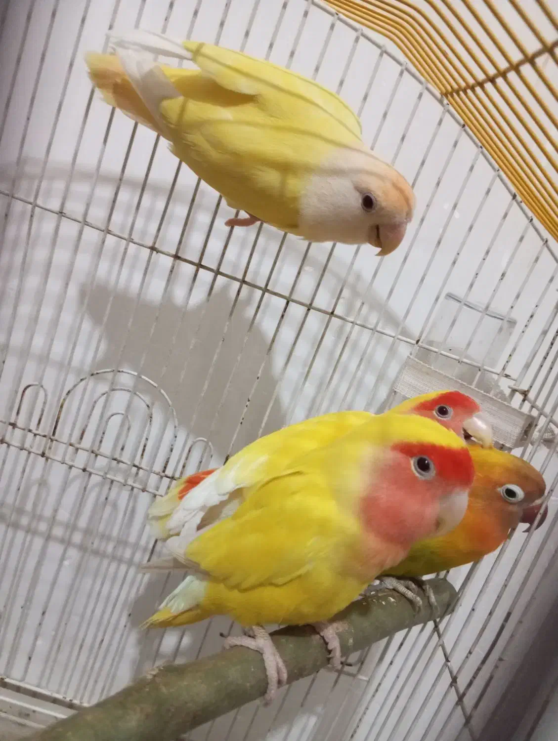 دو جفت برزیلی|پرنده|ارومیه, |دیوار