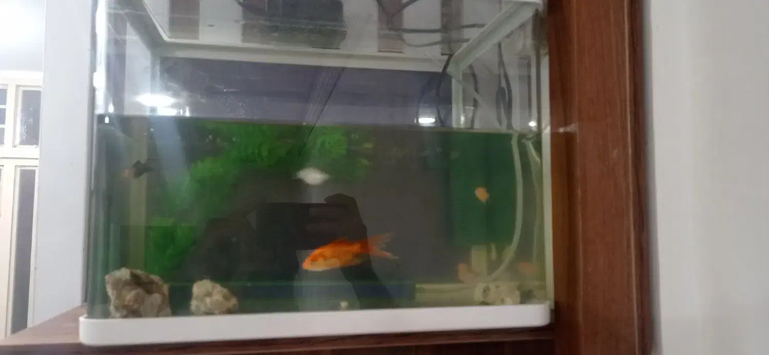 آکواریوم|ماهی|دزفول, |دیوار