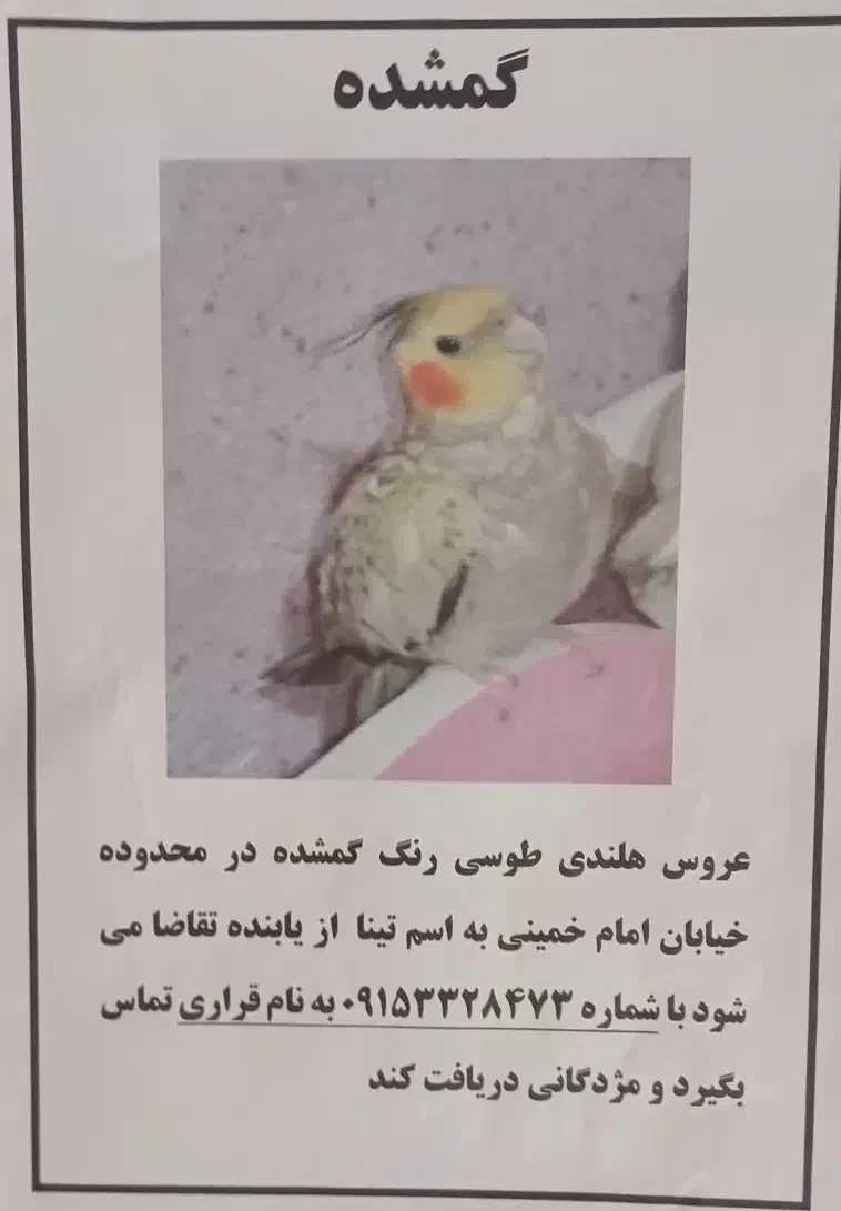 گمشده|اشیا|تربت‌حیدریه, شهدا|دیوار