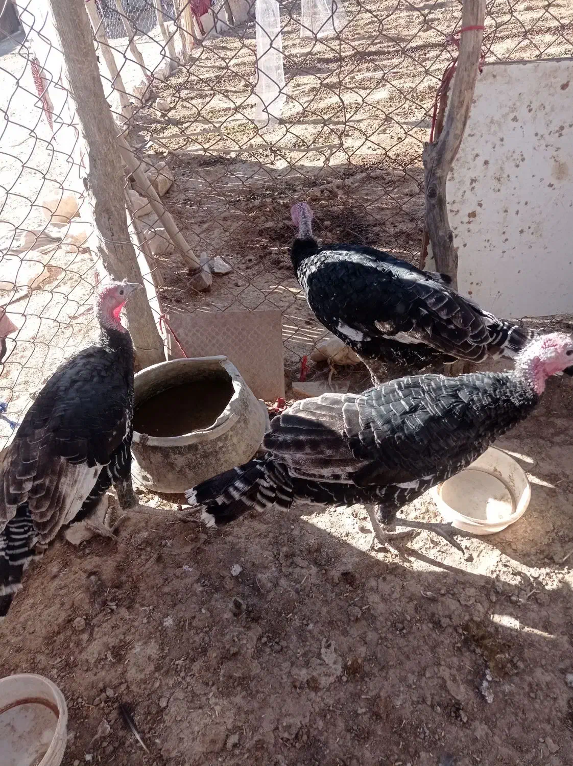 8عدد غازو3عدد  بوقلمون و8عدد مرغ به فروش میرسد|حیوانات مزرعه|کوهدشت, |دیوار