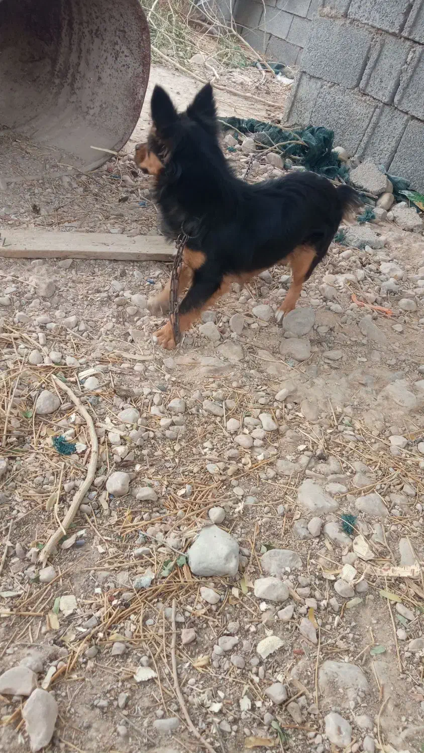 سگ پاکوتاه فروشی|سگ|برازجان, |دیوار