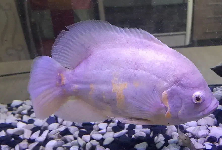 اسکار آلبینو ۲۳سانت|ماهی|پرند, فاز ۶|دیوار