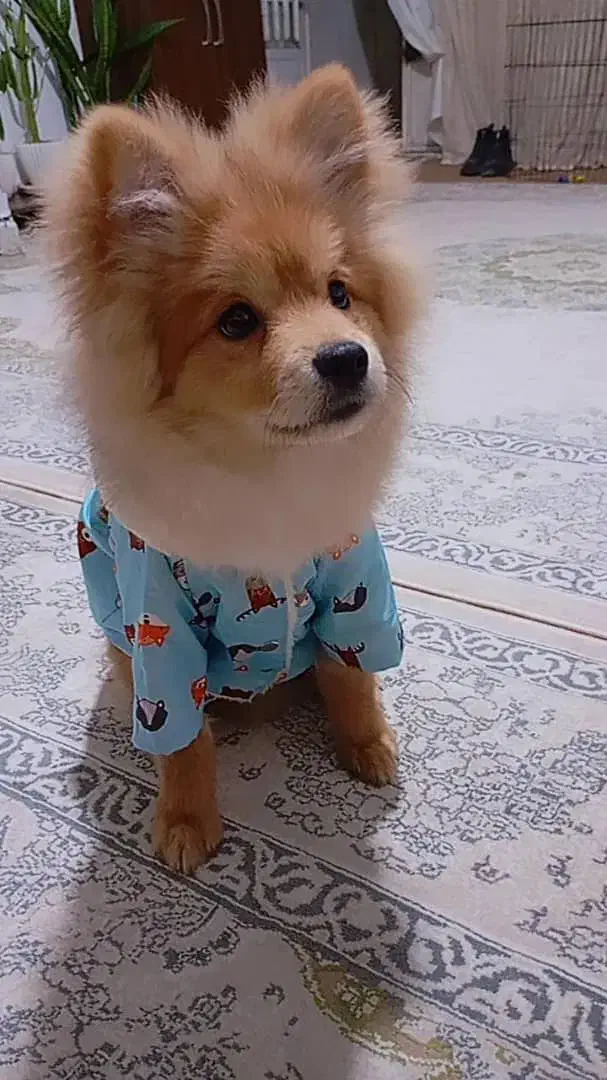 پامر خرسی|سگ|مشهد, شهید قربانی|دیوار