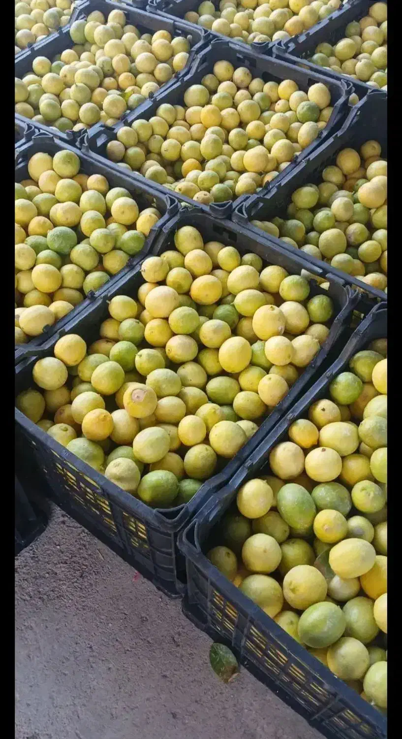 خریدار لیمو درجه ۲|خدمات باغبانی و درختکاری|دوگنبدان, |دیوار