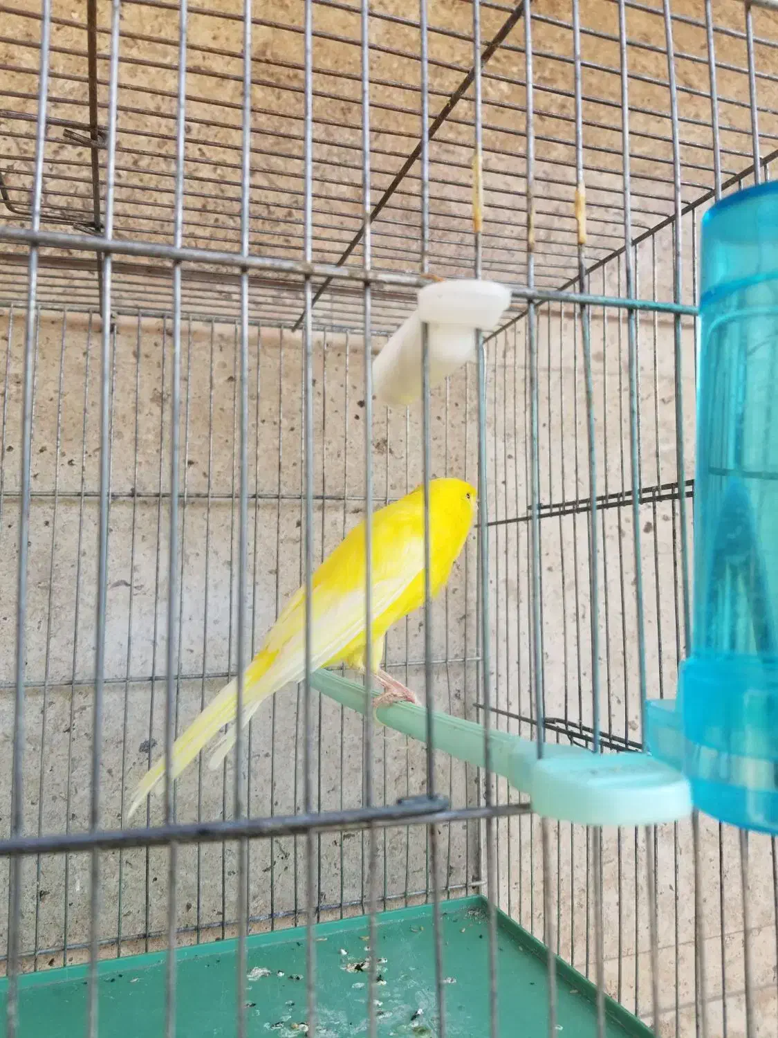 قناری سوپر|پرنده|شیراز, شهرک بهار|دیوار