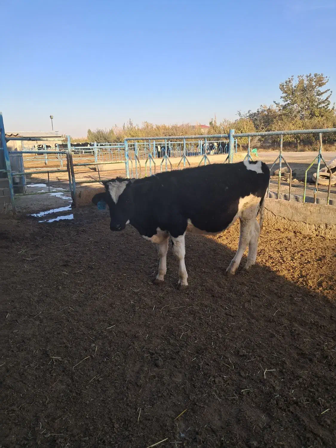 یک راس جوانه ۳۰۰ کیلویی|حیوانات مزرعه|چناران, |دیوار