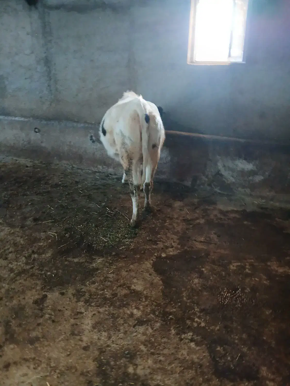 گاو|حیوانات مزرعه|ثمرین, |دیوار