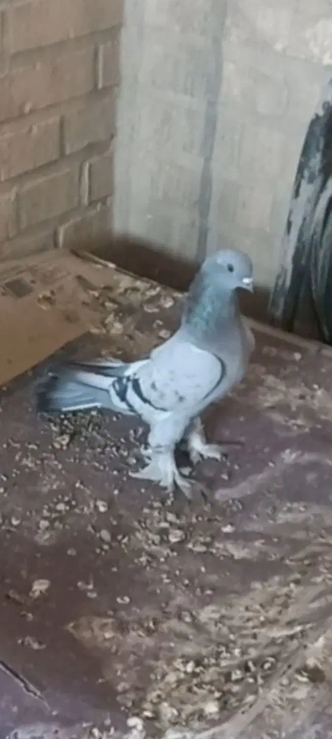 ماده برچباز با جوجه یه بند|پرنده|بهبهان, |دیوار