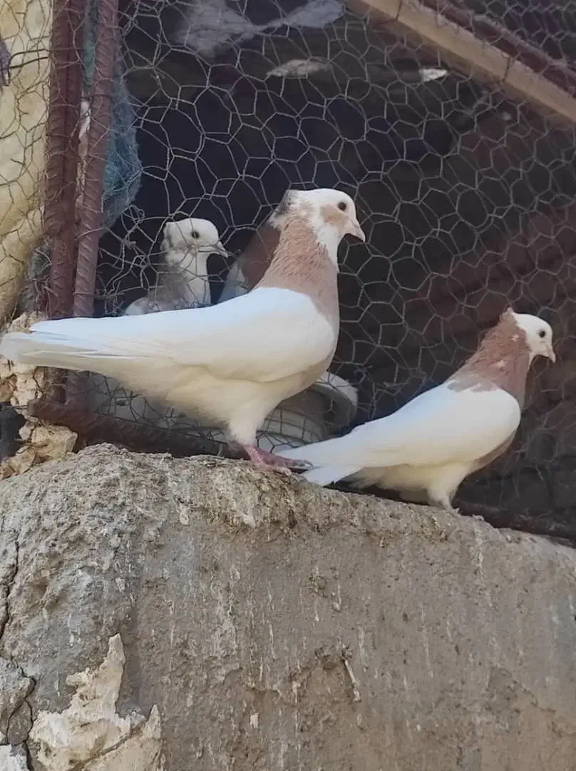 طوقی پرنده کبوتر|پرنده|قزوین, |دیوار