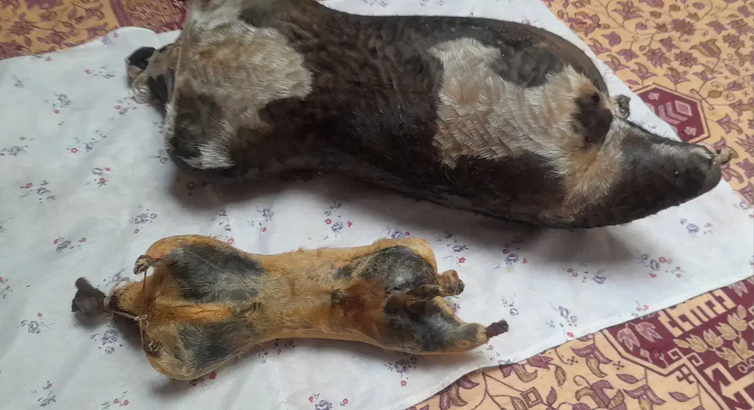 دو عدد هیزه جا روغن|ظروف نگهدارنده، پلاستیکی، یک‌بارمصرف|دورود, |دیوار