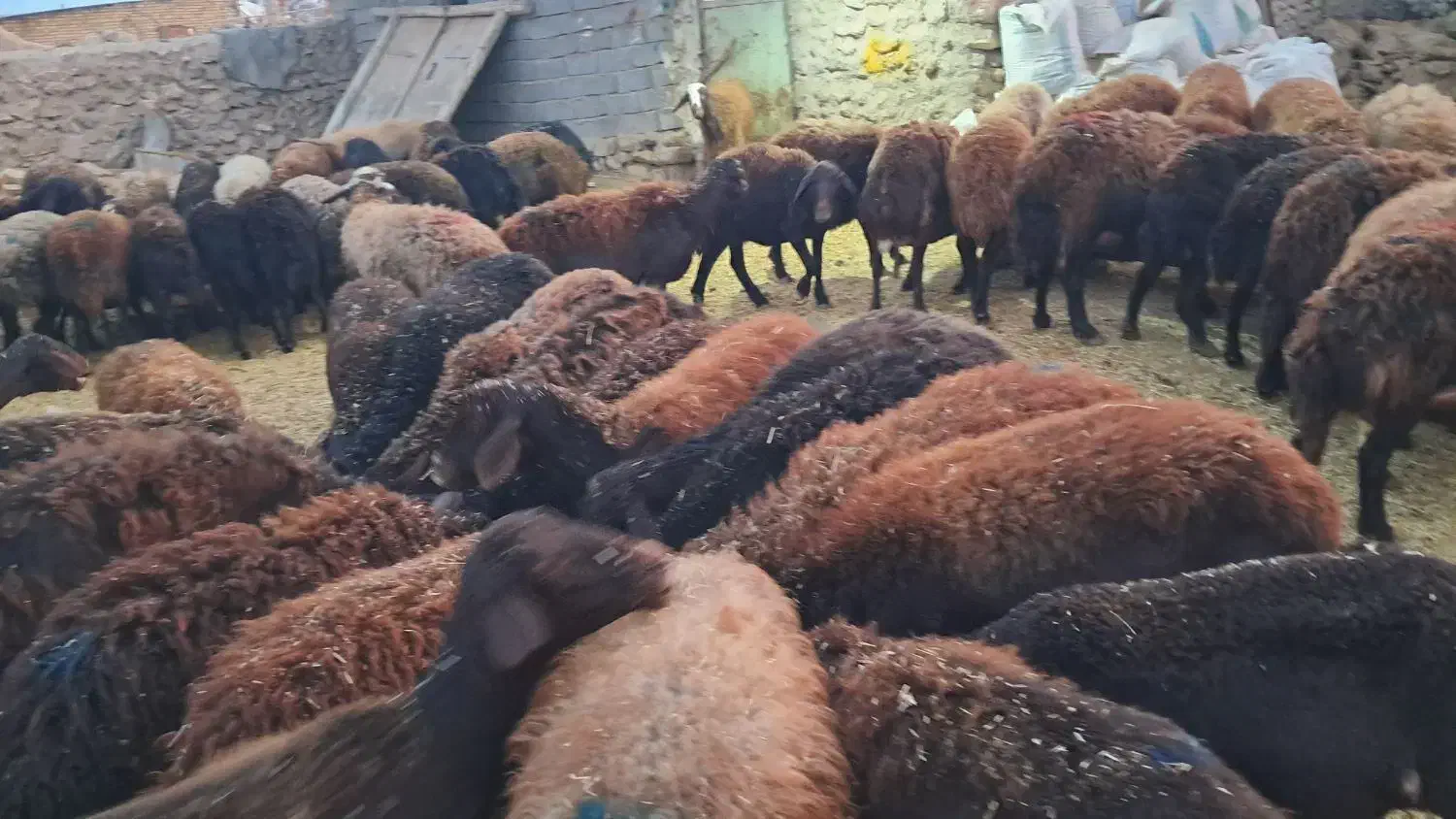 ۶۲راس میش و بره افشاری|حیوانات مزرعه|سجاس رود, |دیوار