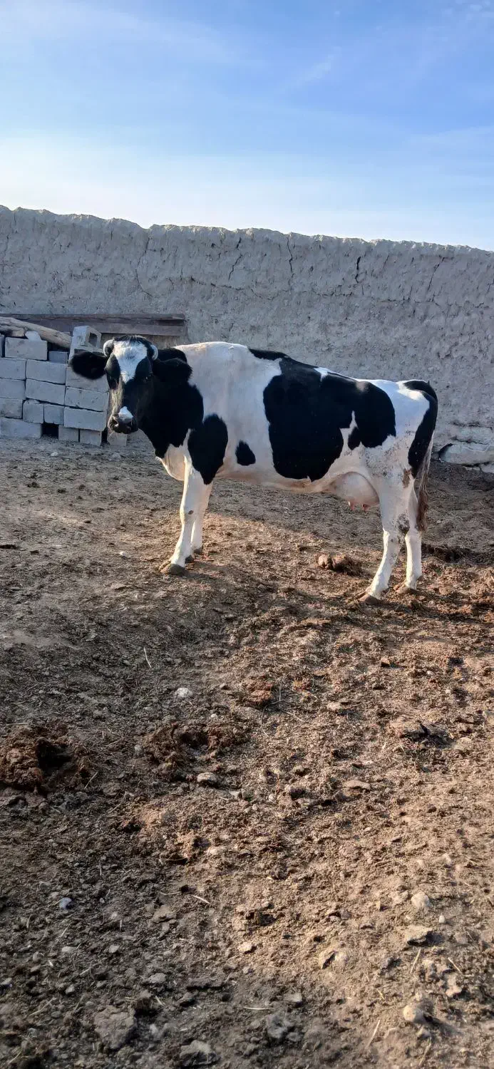 گاو آبستن شیر بالا|حیوانات مزرعه|اسفراین, |دیوار