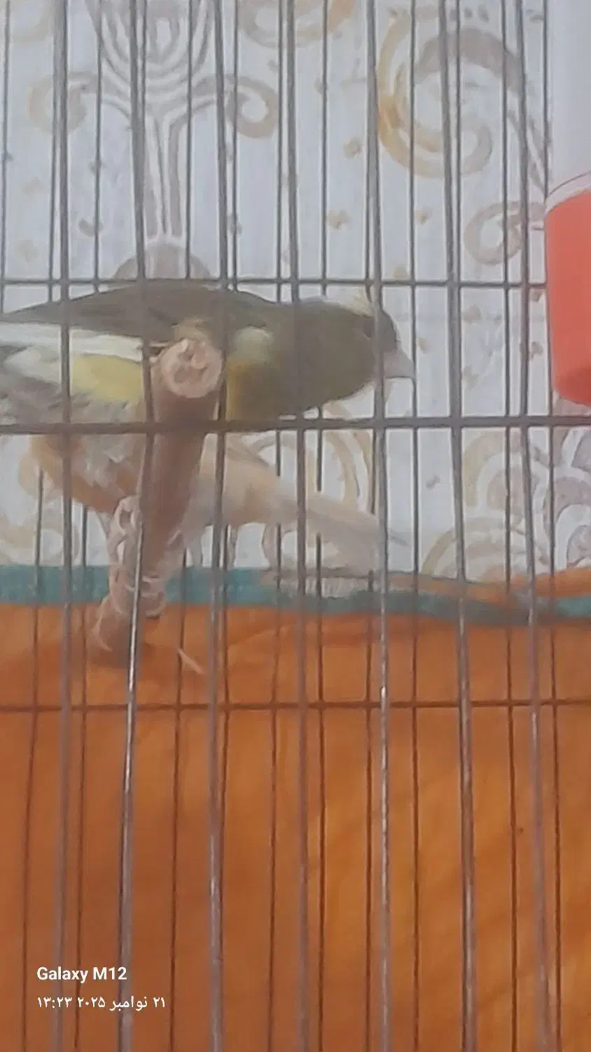 سلام یک عدد غناری ابلق خوب وبخوان|پرنده|سیلاخور, |دیوار