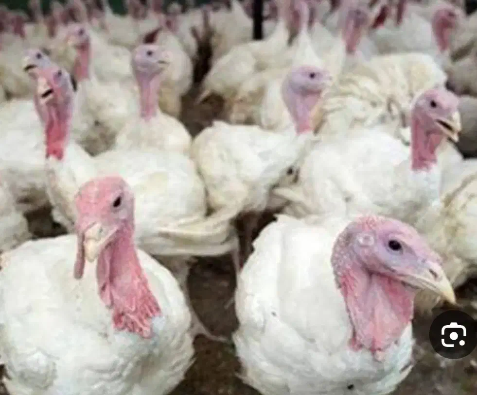 بوقلمون گوشتی زنده|حیوانات مزرعه|آشخانه, |دیوار