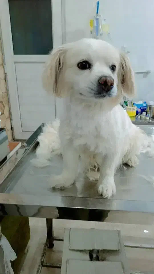 سگ معاوضه|سگ|امیدیه, |دیوار