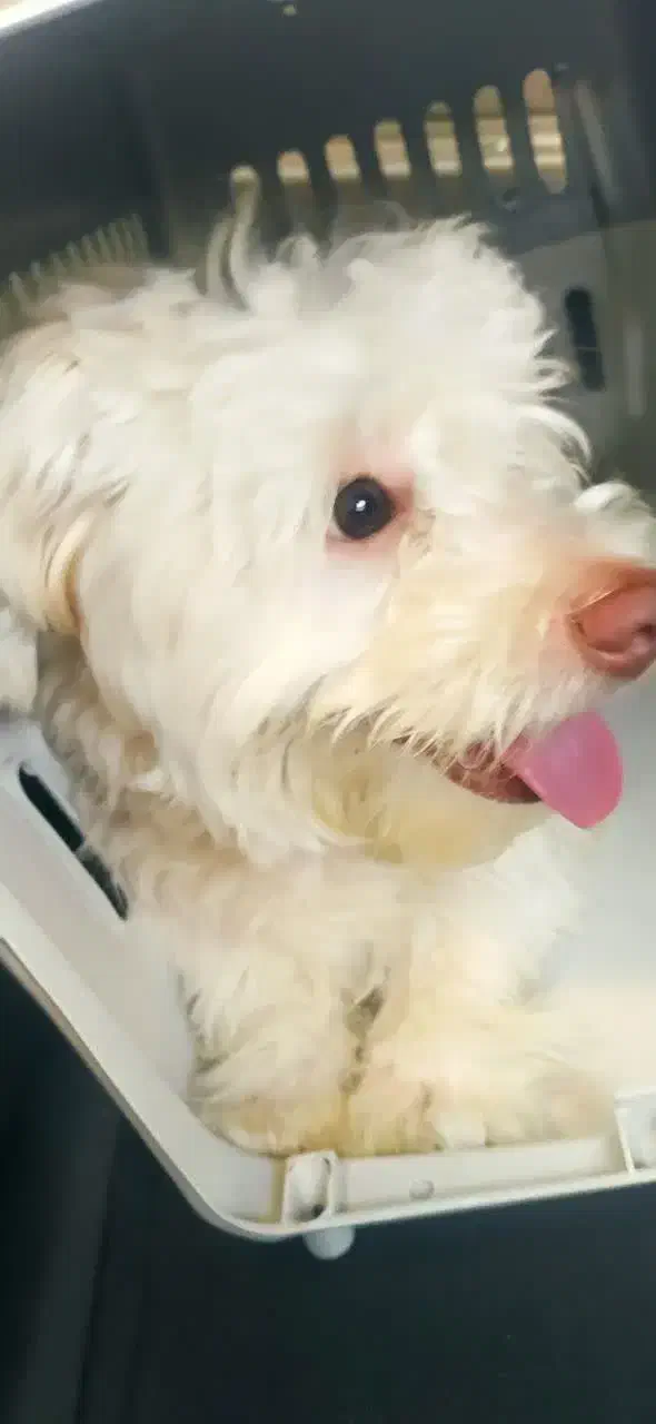 واگذاری سگ نر  یک ساله|سگ|تهران, افسریه جنوبی|دیوار