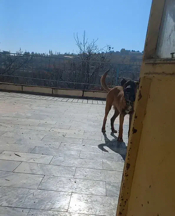 توله سگ سرابی|سگ|بروجرد, |دیوار