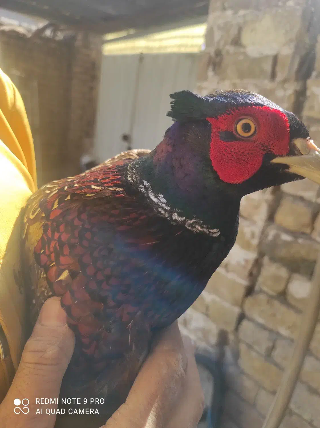 خروس جنگلی پرورشی واسه گوشت واسه درمان بیشتر امراض|حیوانات مزرعه|تربت‌حیدریه, یحیی آباد|دیوار