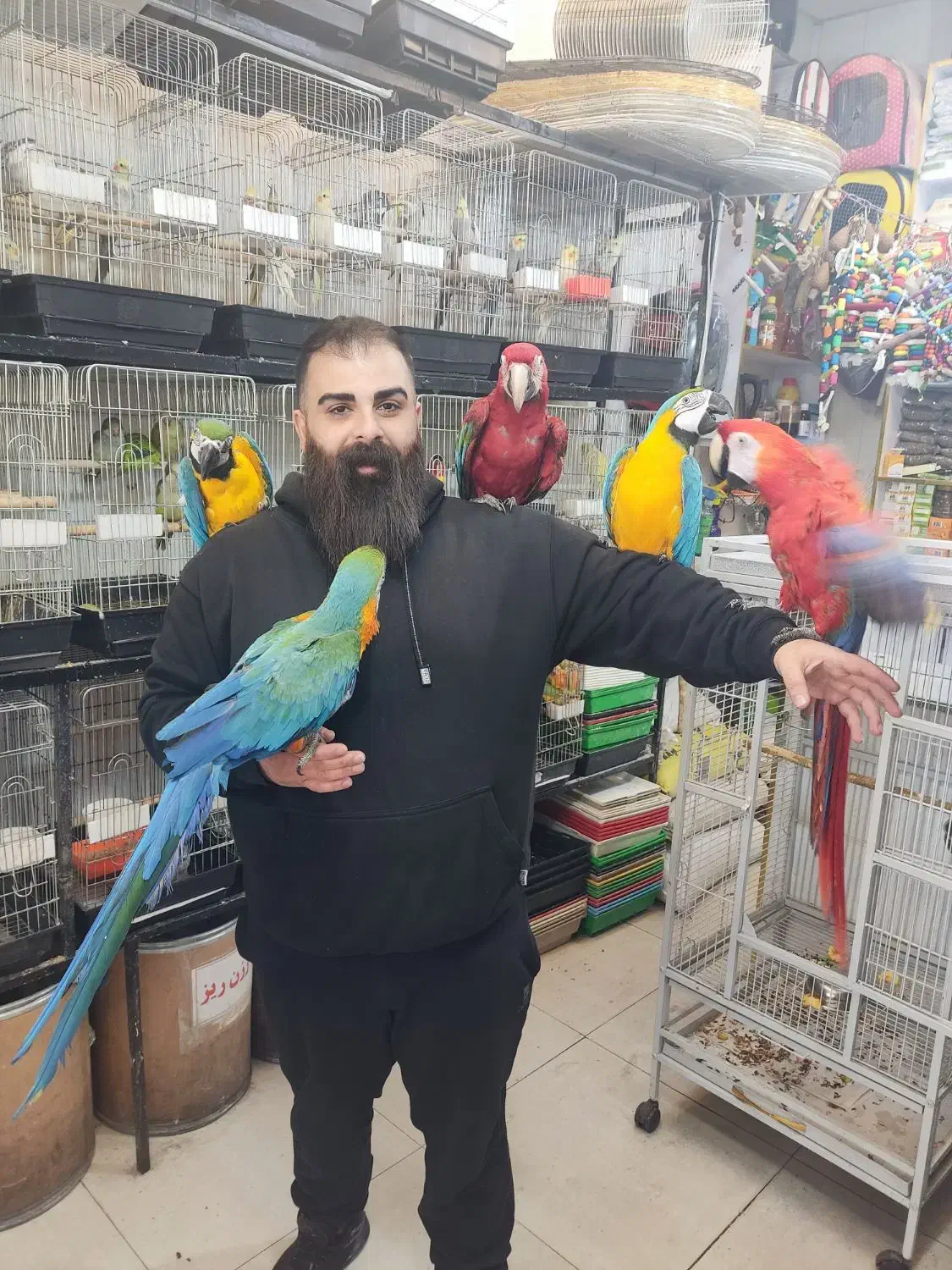 معاوضه و خریدار انواع پرندگان زینتی|پرنده|تهران, الهیه|دیوار