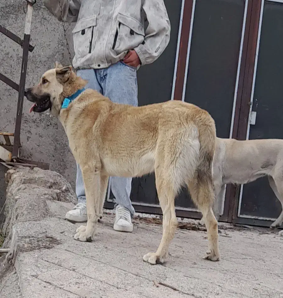 واگذاری سگ عراقی|سگ|اهر, |دیوار