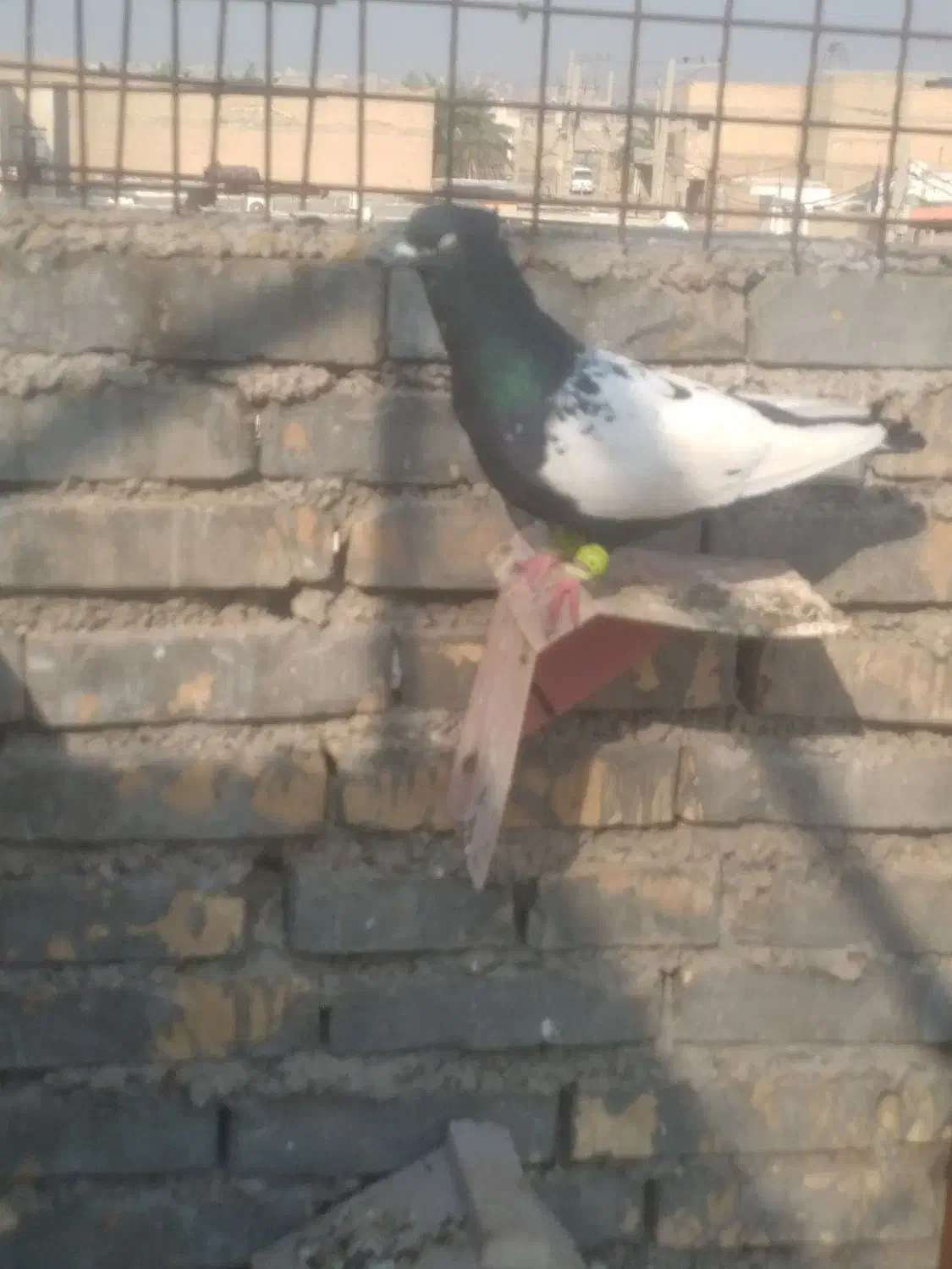 کفتر|پرنده|اهواز, علی آباد|دیوار