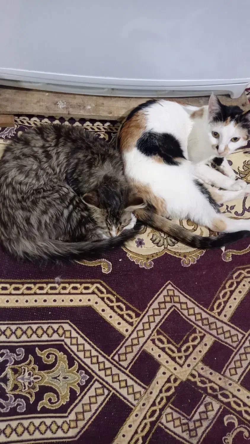 واگذاری گربه|گربه|میانه, |دیوار