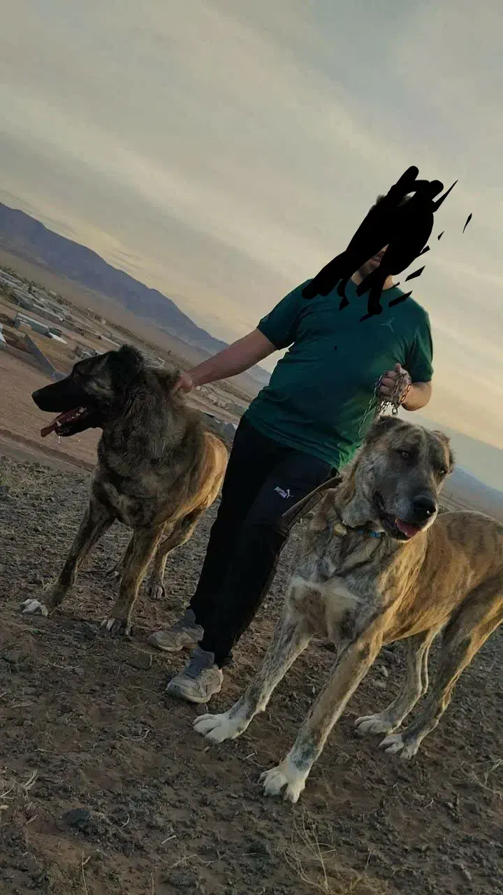 سگگله|سگ|قم, قلعه صدری|دیوار