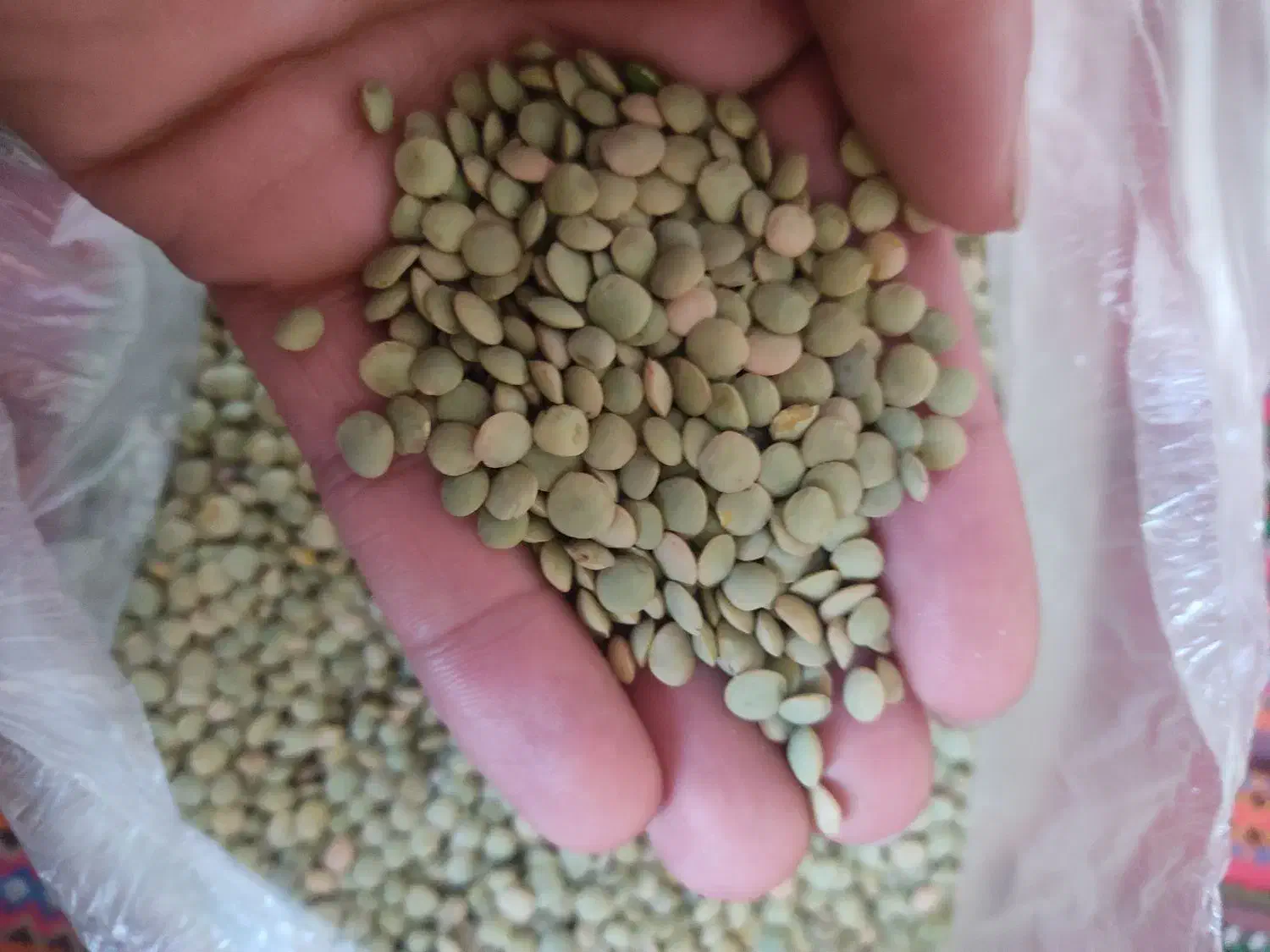 عدس|خوردنی و آشامیدنی|نمین, |دیوار