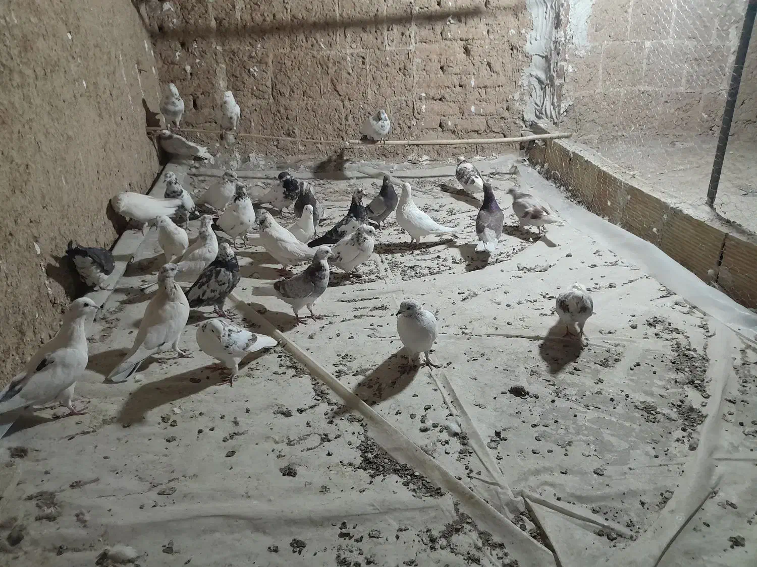 کبوتر پرشی|پرنده|سمنان, |دیوار