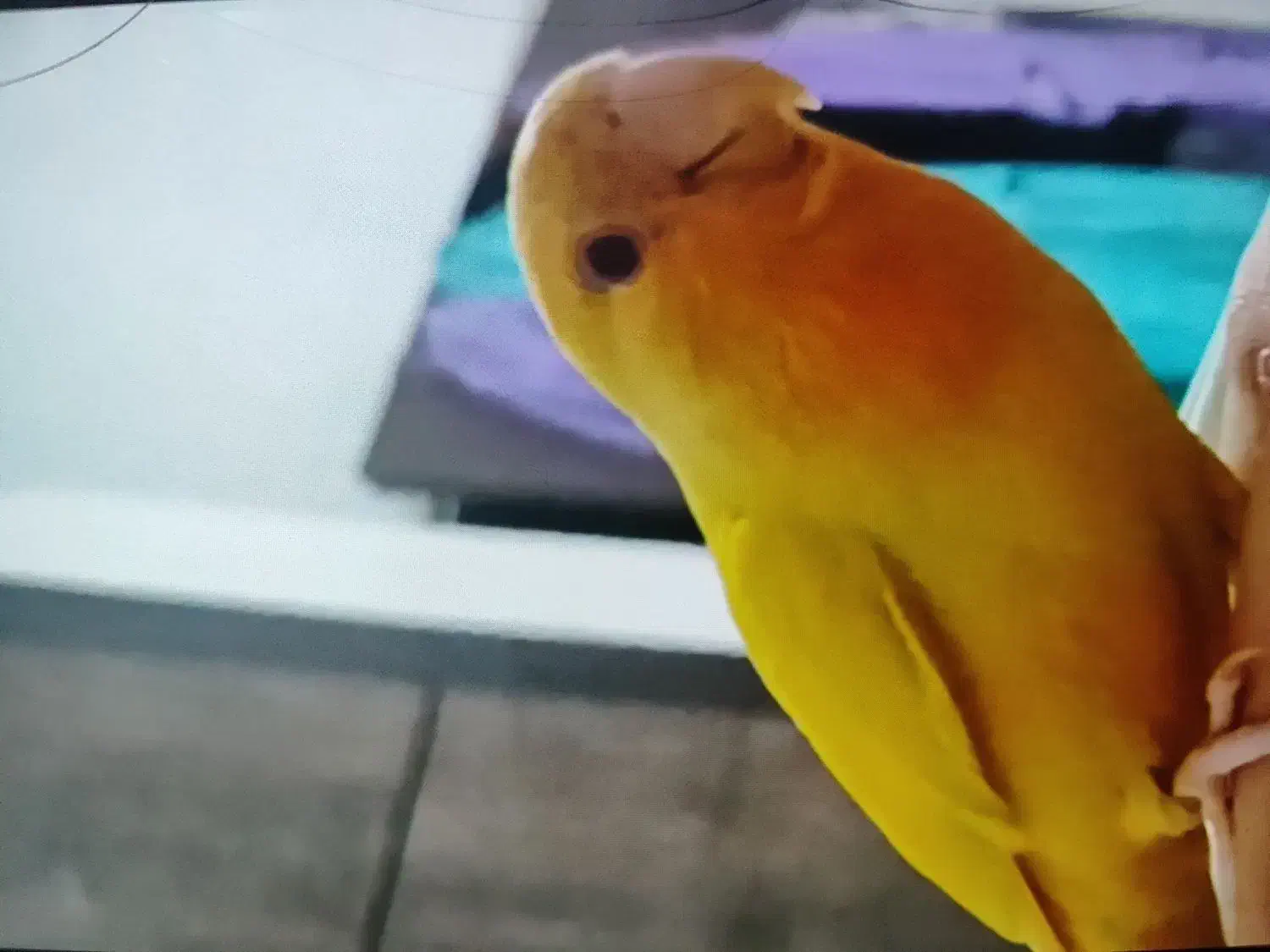 گمشده|پرنده|خورموج, |دیوار