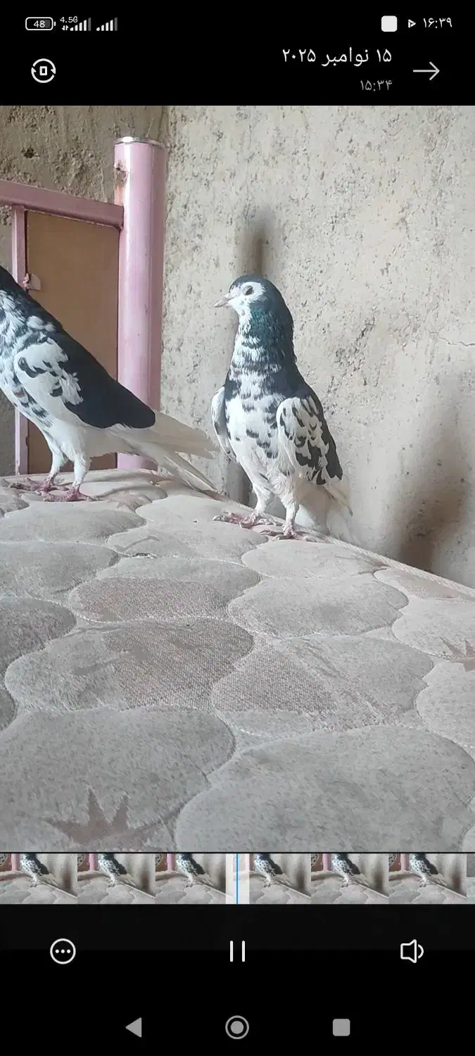 یال سیاه|پرنده|مرودشت, بیست متری بیمارستان|دیوار