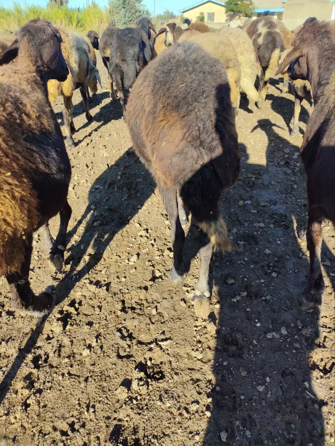 سیاه دم دراز بشرط دوقوزا سنگین آبستن سینه کرد|حیوانات مزرعه|گرگان, |دیوار