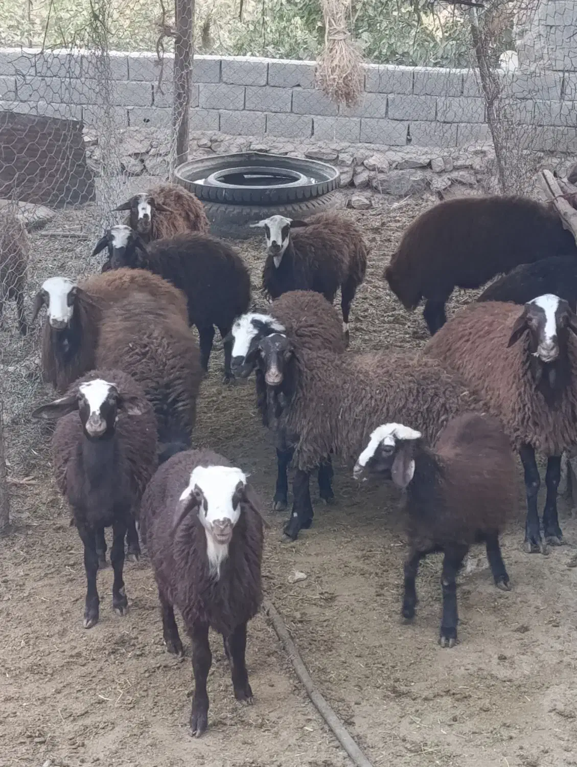 بره نر چاق|حیوانات مزرعه|هشتگرد, شهرک صنعتی هشتگرد|دیوار